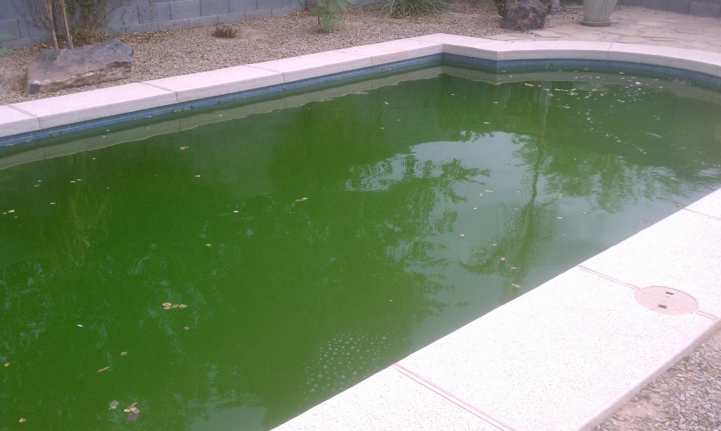 Indepartarea algelor din apa piscinelor